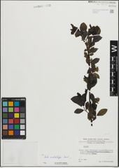 Foto von Salix mielichhoferi Saut.
